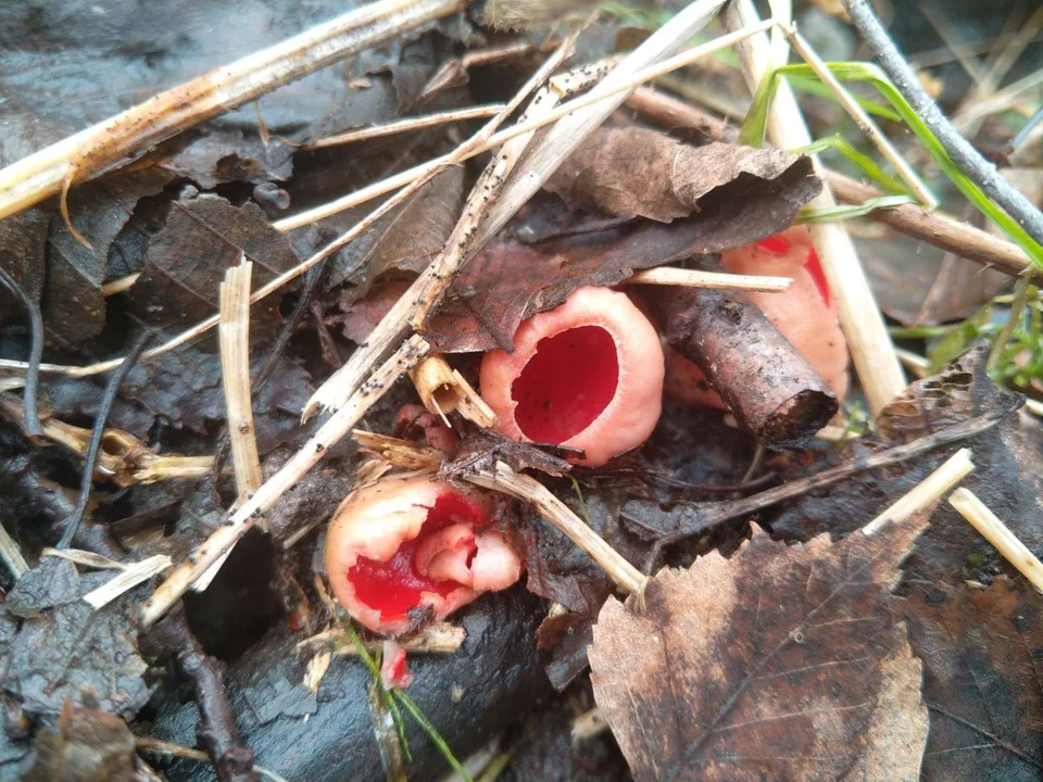 Pierwsze grzyby w Łódzkiem!