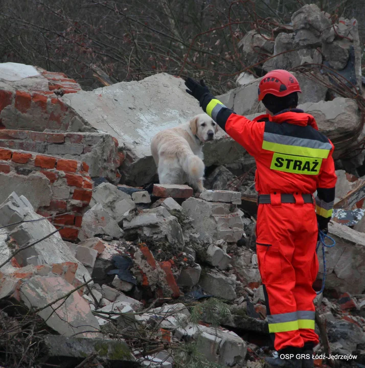 Ratownicy na czterech łapach z GRS OSP Jędrzejów. W zawalonym budynku znajdą każdą żywą osobę [zdjęcia] - Zdjęcie główne