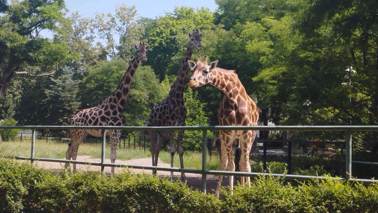 Dzień Żyrafy w Orientarium Zoo Łódź. Łódzkie żyrafy świętowały z pompą! [ZDJĘCIA] - Zdjęcie główne