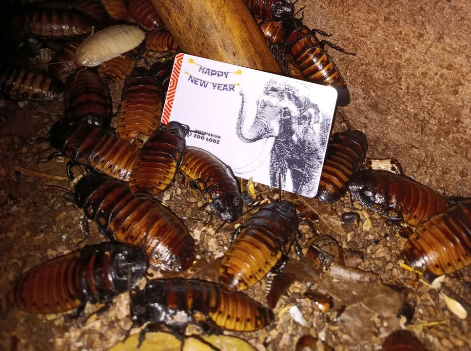 Nieco obrzydliwa akcja w łódzkim Orientarium. Roczna karta tylko dla odważnych - Zdjęcie główne