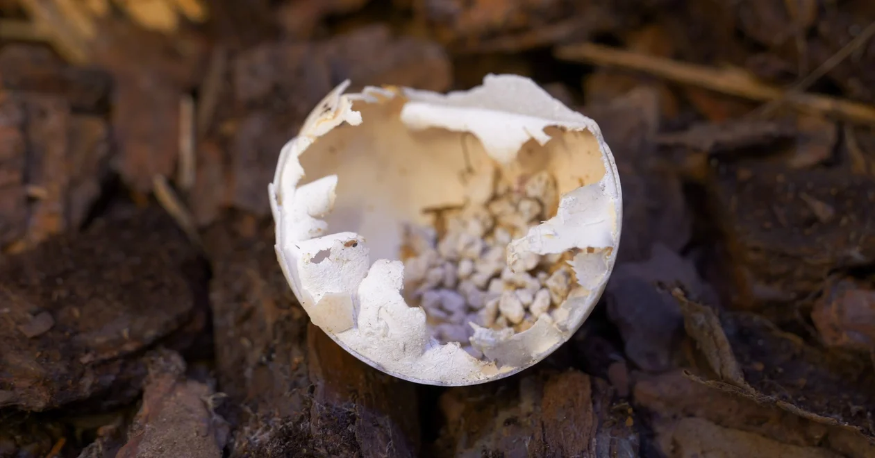 Narodziny w płockim ogrodzie zoologicznym. To wielkanocna niespodzianka! [ZDJĘCIA]