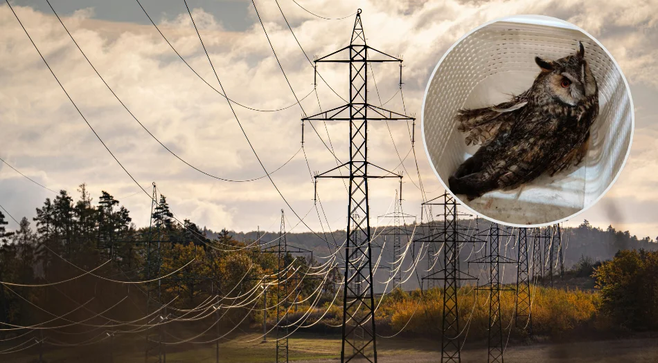 Ciężko ranna sowa trafiła do ośrodka w woj. łódzkim. Zderzyła się z linią energetyczną - Zdjęcie główne