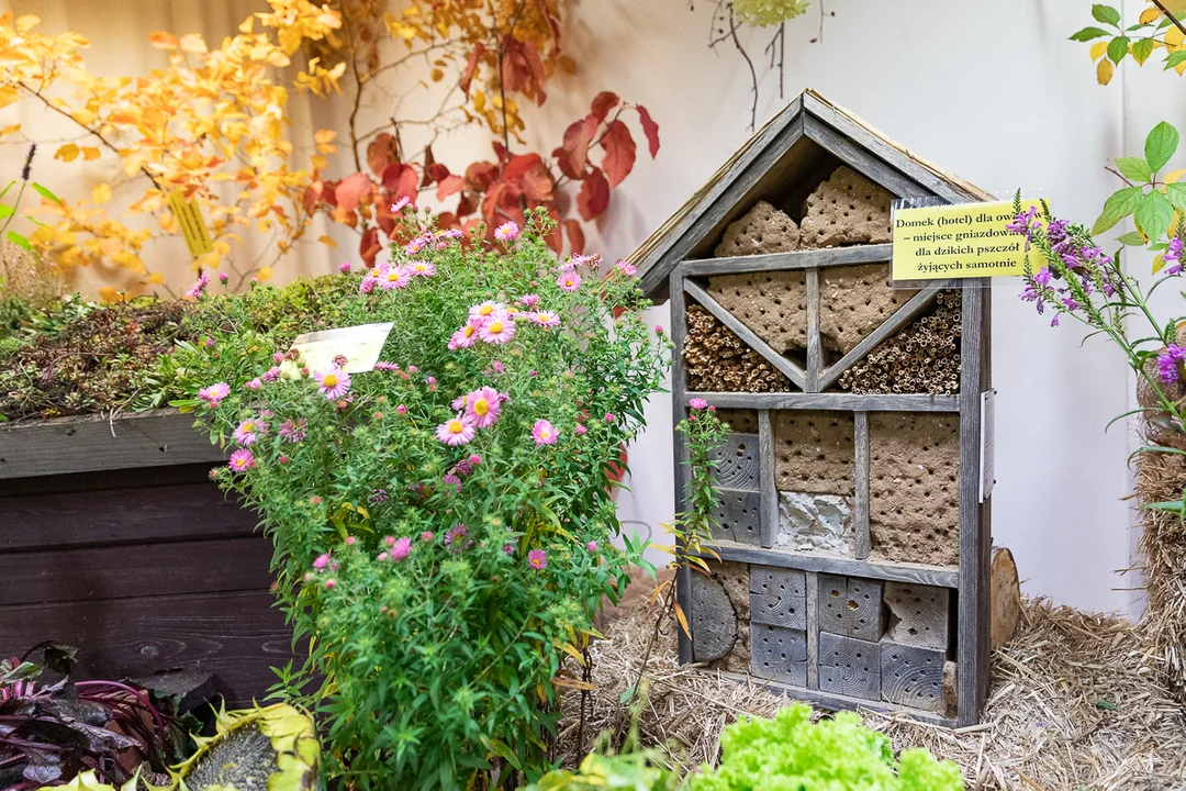 Łodzianie obejrzeli tematyczną, jesienną wystawę w Ogrodzie Botanicznym.