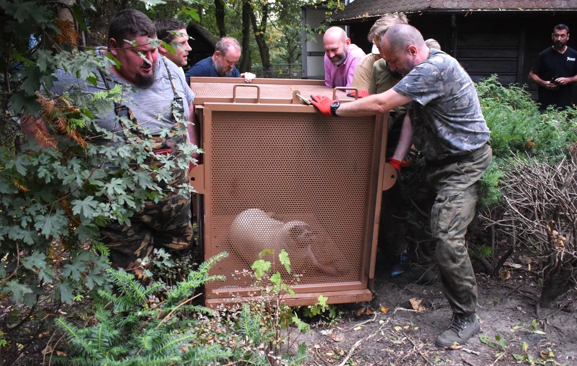 Mamy i inni. Czwórka nowych lokatorów w płockim zoo [ZDJĘCIA] - Zdjęcie główne