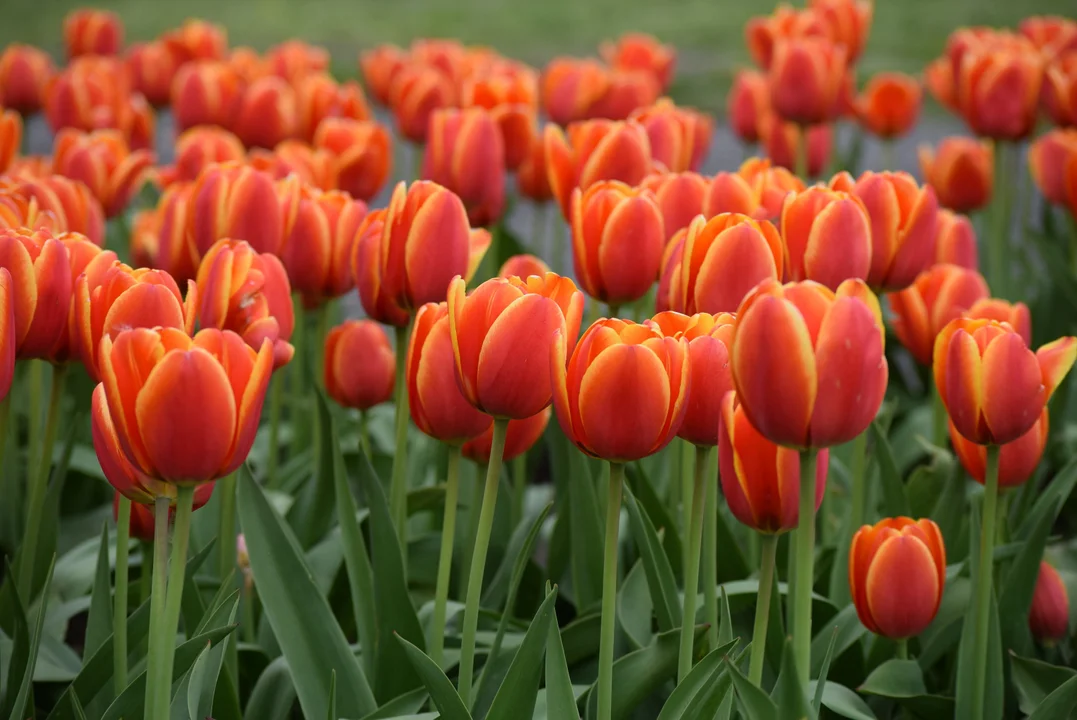 Tulipany w ogrodzie botanicznym