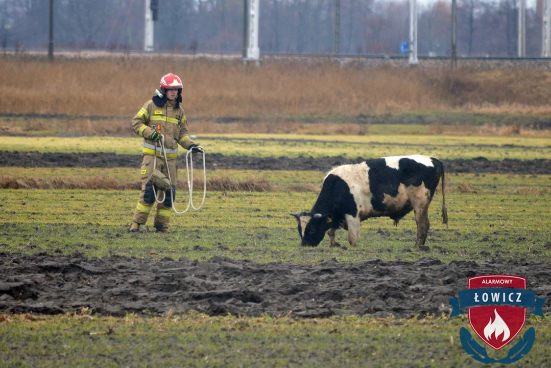 Agresywny byk na wolności. "Zaatakował policjanta i strażaka" [ZDJĘCIA] - Zdjęcie główne