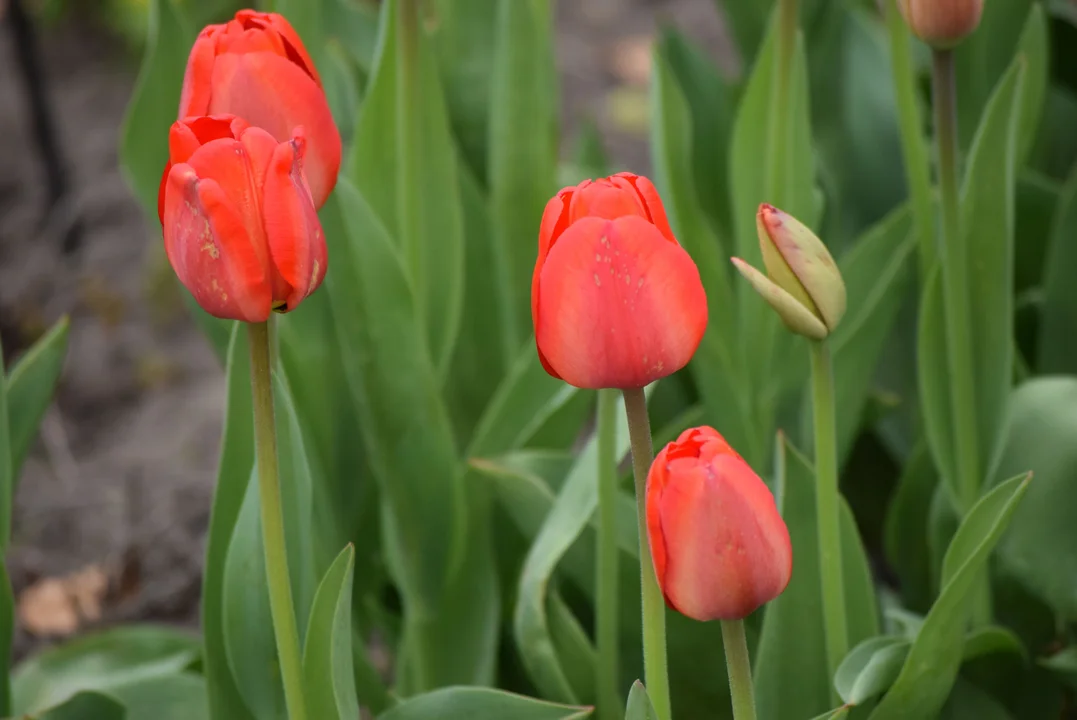 Tulipany w ogrodzie botanicznym