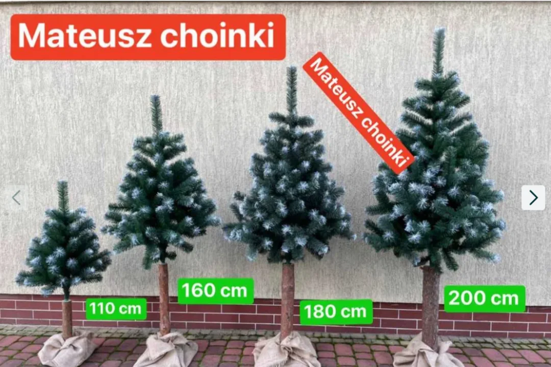 Oferty choinek na OLX w Zgierzu