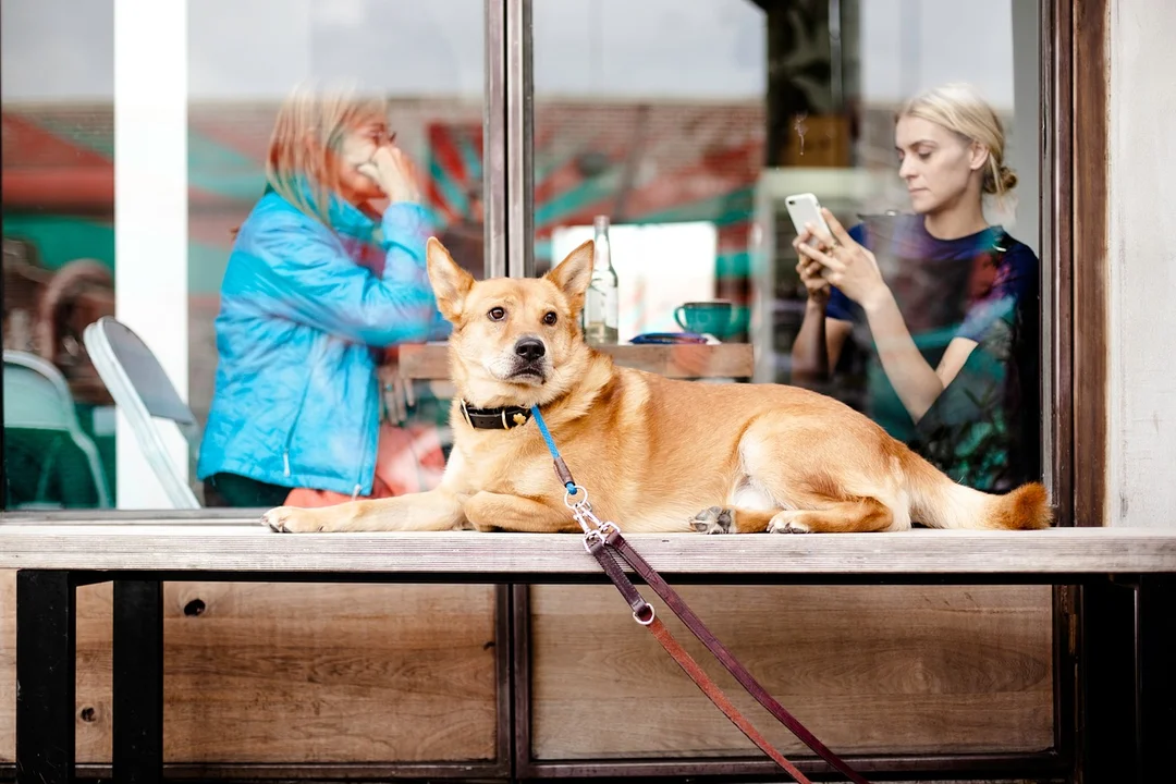 Masz psa? Wybierając się do tych restauracji, nie musisz zostawiać go w domu. Tu mile widziani są również czworonożni goście - Zdjęcie główne