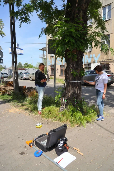 Drzewo runęło na środku drogi - Urząd Miasta Łodzi wydał specjalne zalecenia