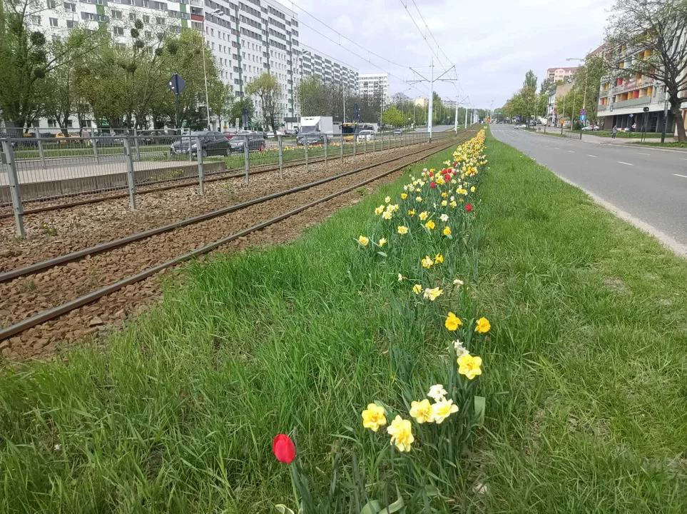 Tulipany na Balutach i w botaniku