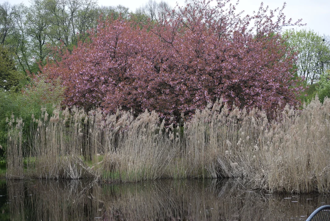 Tulipany w ogrodzie botanicznym