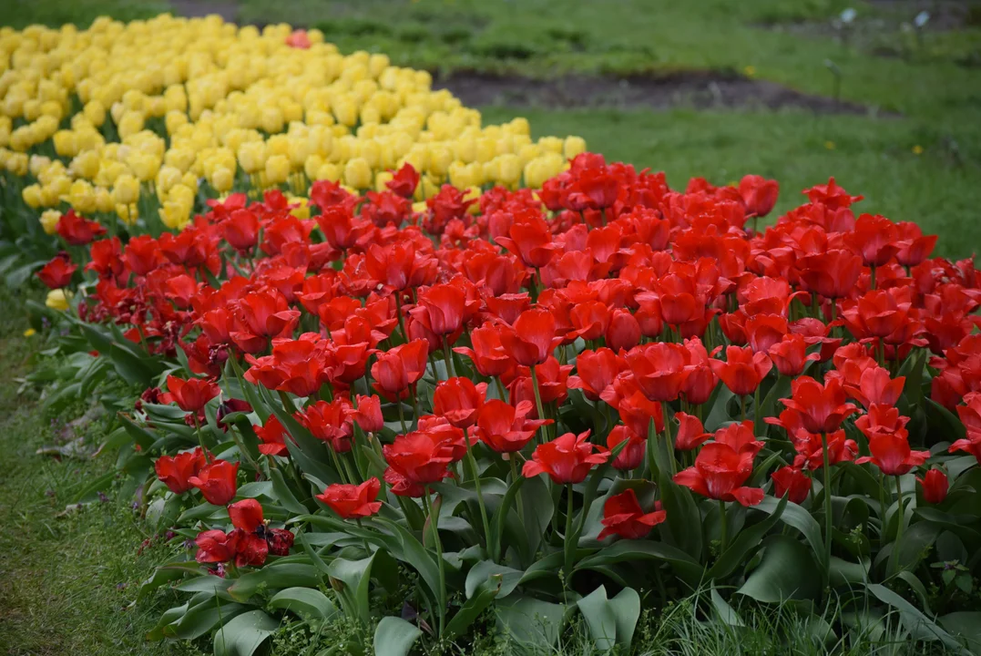 Tulipany w ogrodzie botanicznym