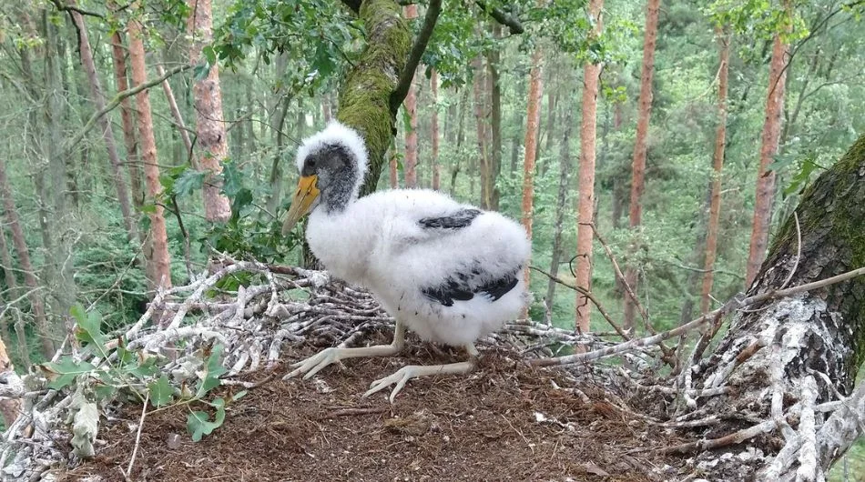 Kolejny rzadki gatunek zamieszkał w okolicach Piotrkowa [FOTO] - Zdjęcie główne