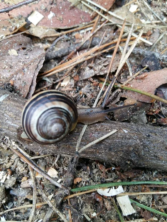 Leśne zwierzęta z pod Zgierza