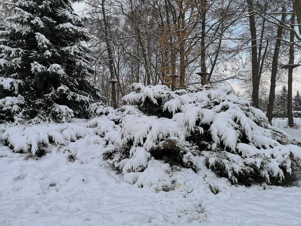 Zima zagościła w Parku Miejskim