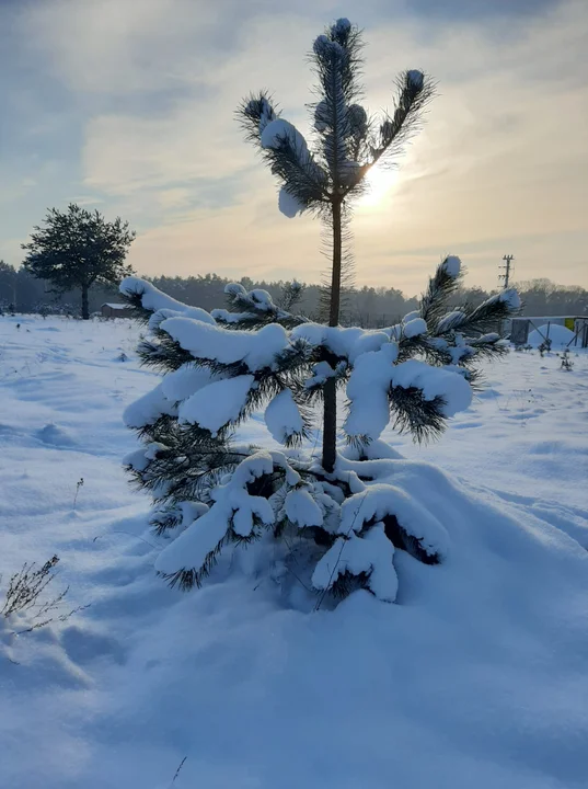 Śnieżna galeria ze Zgierza i Sokolnik-Lasu