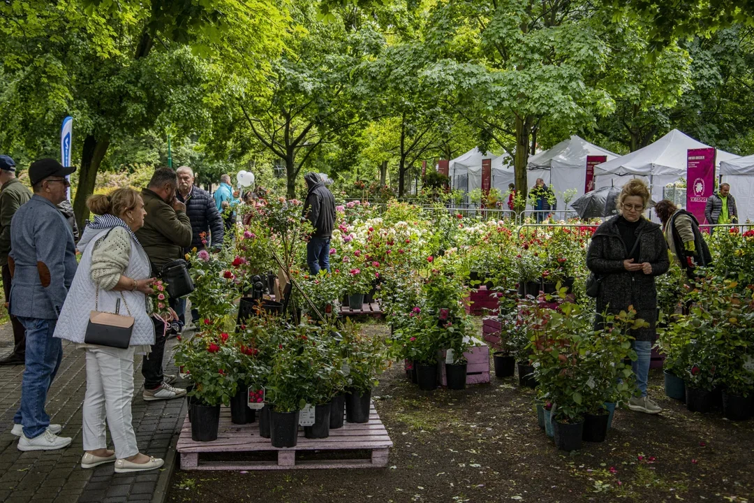 Przed nami wyjątkowa różana impreza w Kutnie! Jakie atrakcje zaplanowano? - Zdjęcie główne