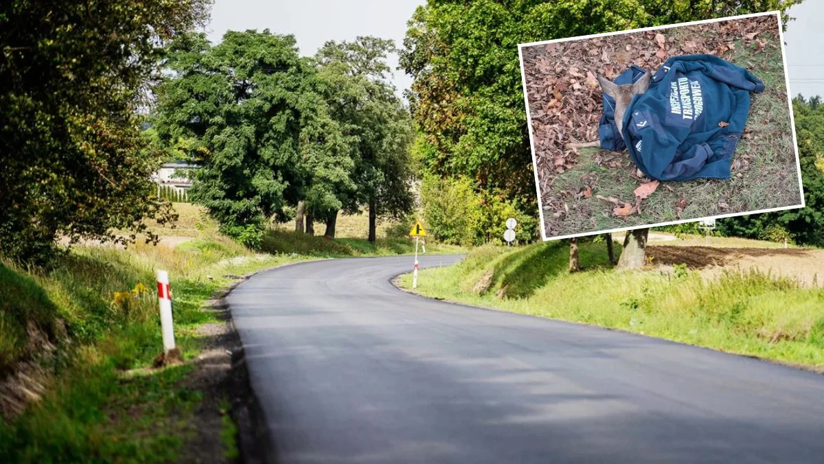 Dzikie zwierzę leżało przy drodze. Reakcja tych ludzi powinna być przykładem - Zdjęcie główne