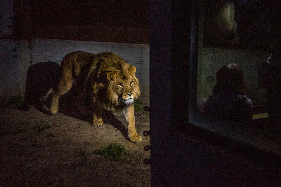 Lew się skrada po zmroku. Wyjątkowe zwiedzanie w płockim zoo [ZDJĘCIA] - Zdjęcie główne