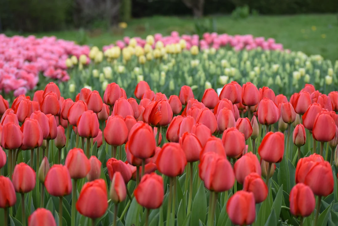 Tulipany w ogrodzie botanicznym