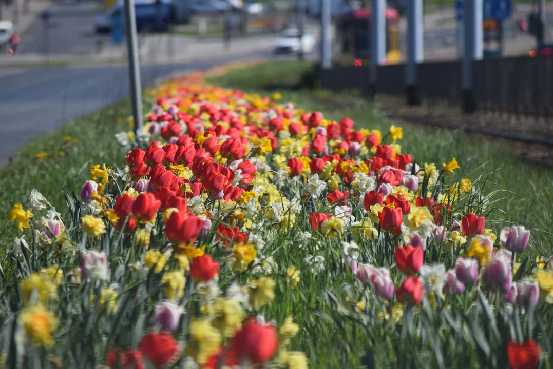 Tulipany na Bałutach