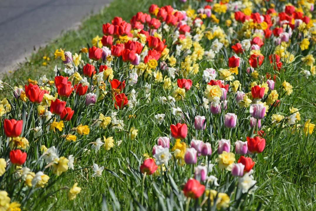 Tulipany na Bałutach