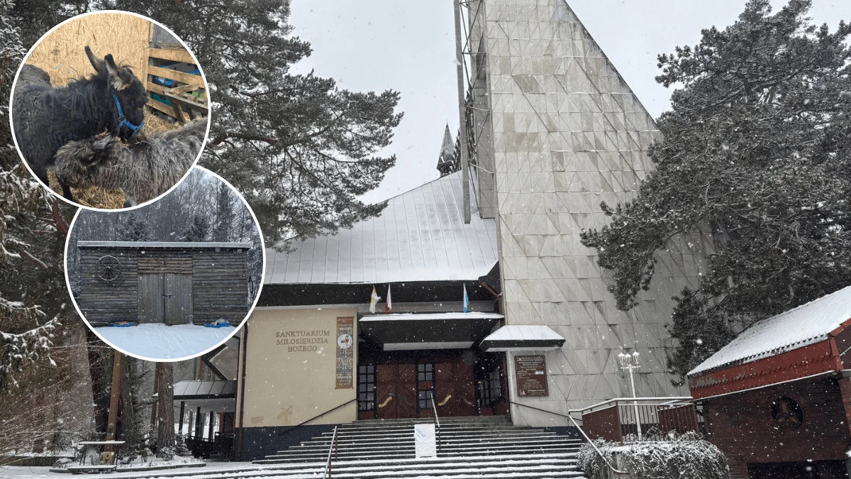 Zaskakujące miejsce w Gdańsku. Takiego widoku po świętach nikt się nie spodziewa - Zdjęcie główne