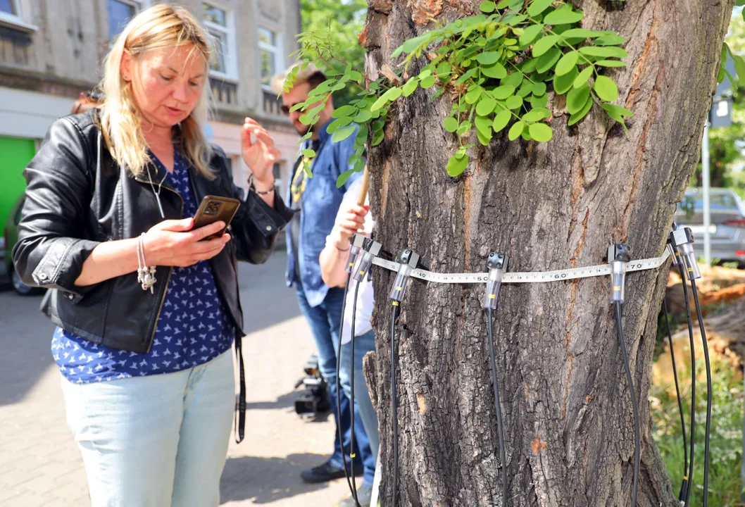 Drzewo runęło na środku drogi - Urząd Miasta Łodzi wydał specjalne zalecenia