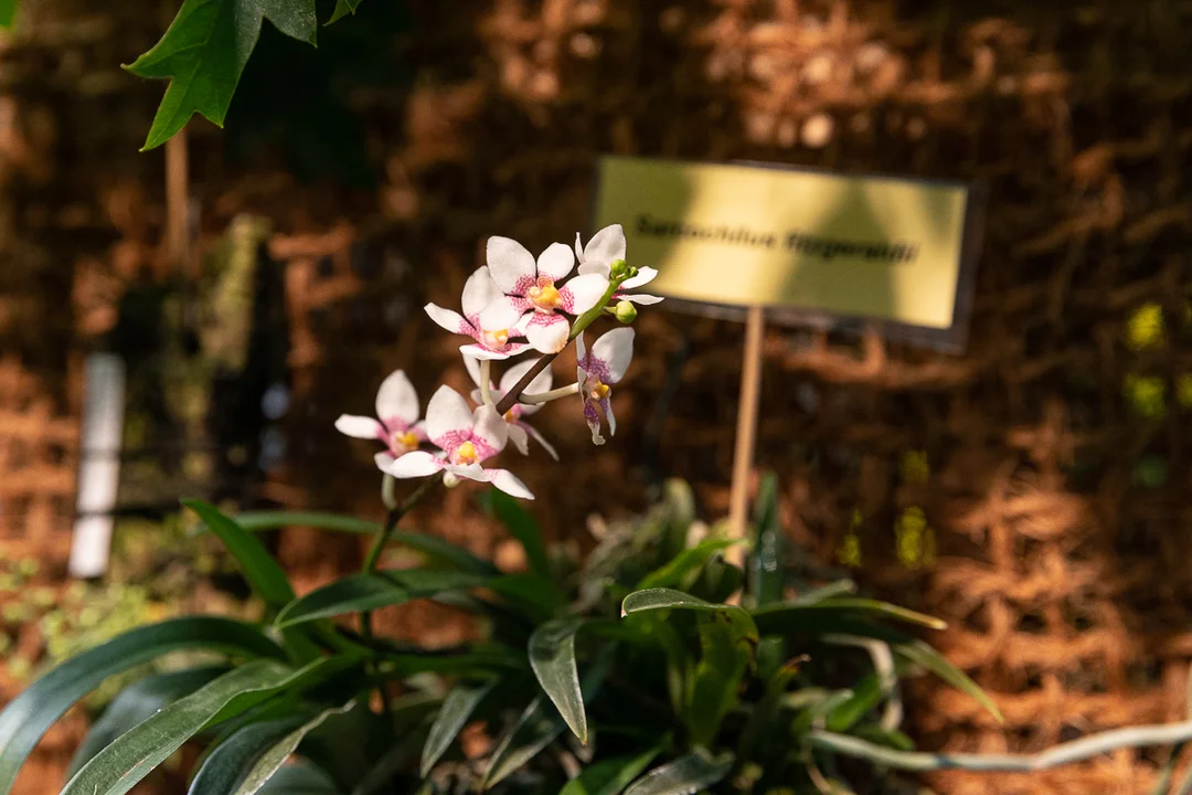 Tajemniczy świat storczyków w Ogrodzie Botanicznym w Łodzi