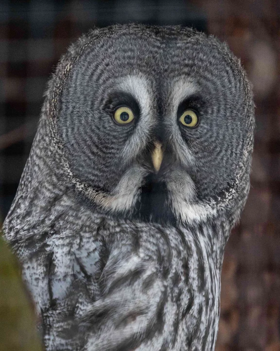 Nowe zwierzęta w Orientarium Zoo Łódź