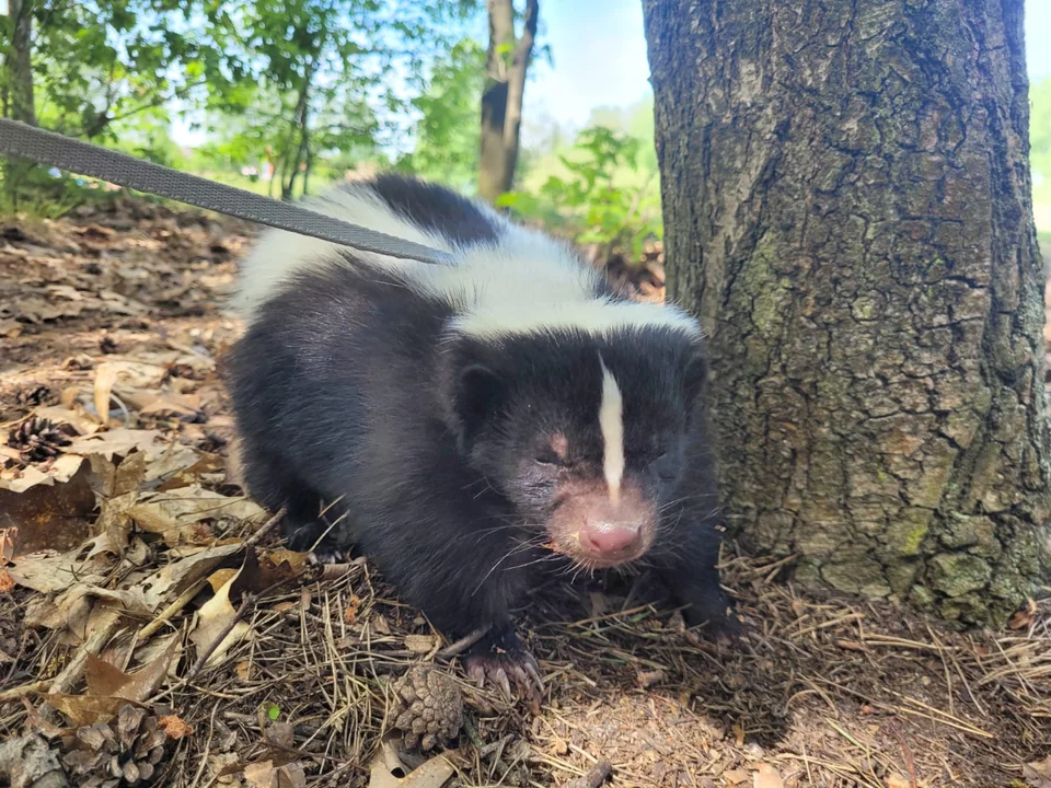 Skunksiczka Ivi mieszka na Retkini