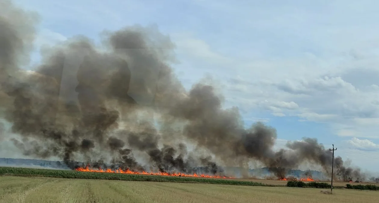 Wielkie straty rolników spod Kutna. Spłonęło kilka hektarów zboża