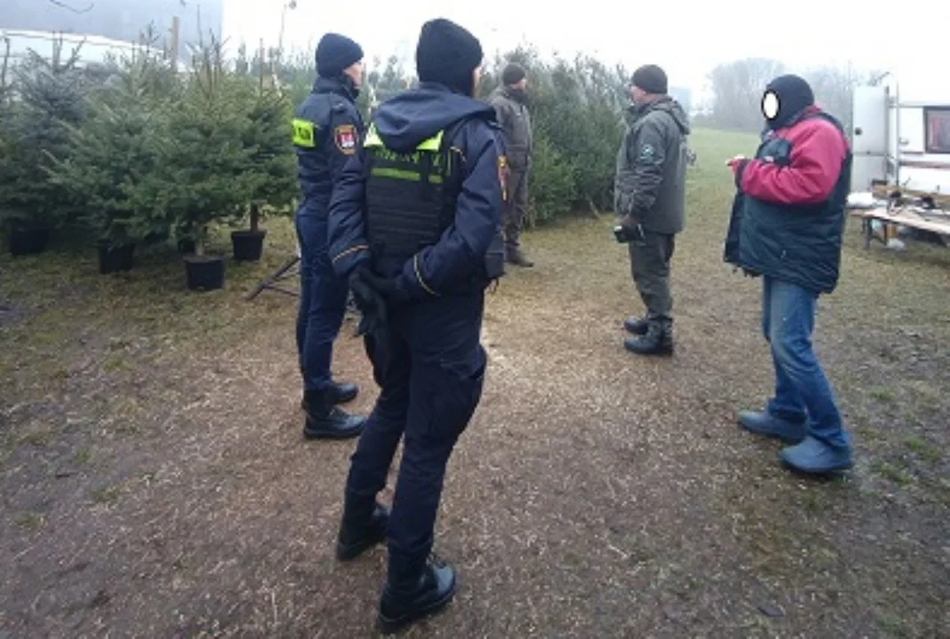 Rozpoczęto akcję „Choinka”. Służby zapowiadają wzmożone kontrole - Zdjęcie główne