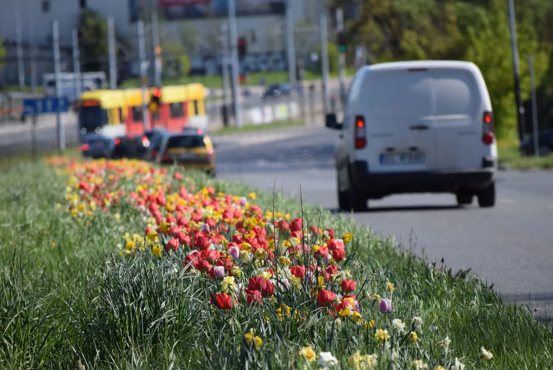 Tulipany na Bałutach