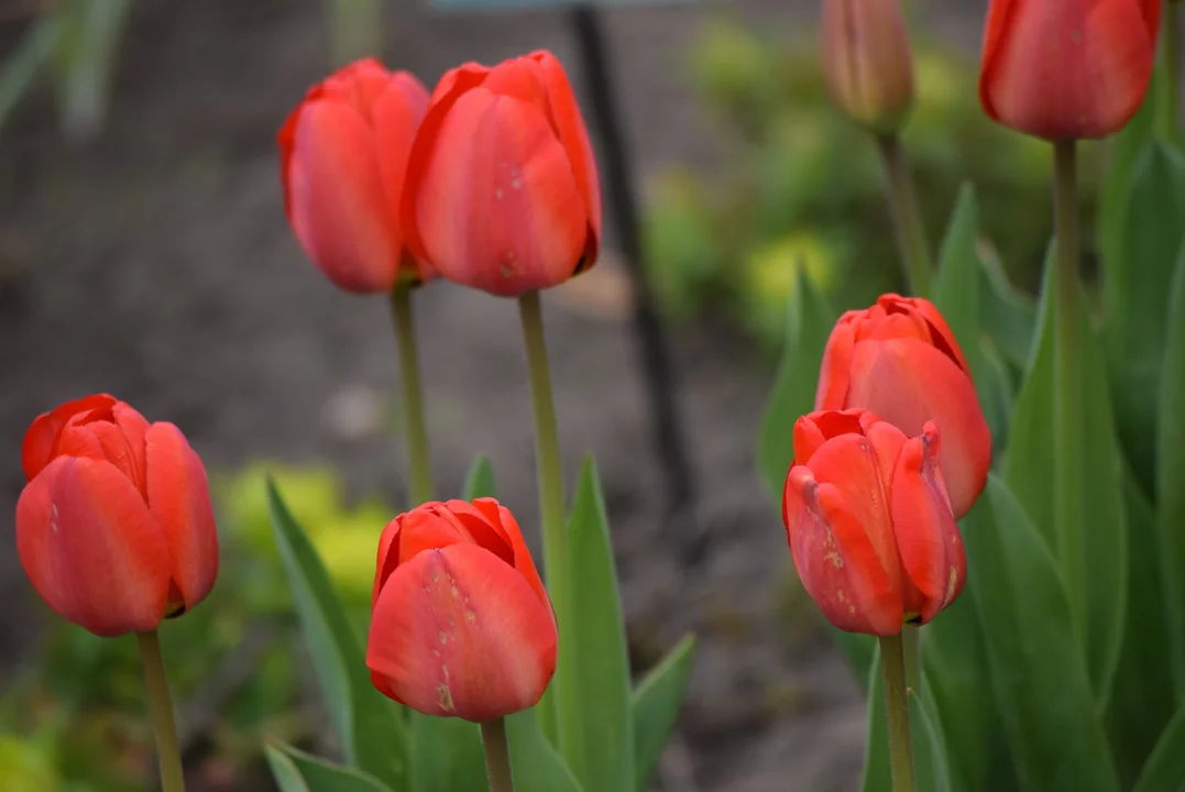 Tulipany w ogrodzie botanicznym