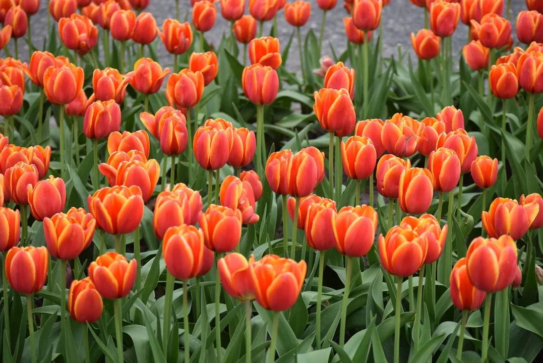 50 tysięcy tulipanów na 50-lecie działalności Ogrodu Botanicznego. Zobacz zdjęcia tej niezwykłej wystawy - Zdjęcie główne