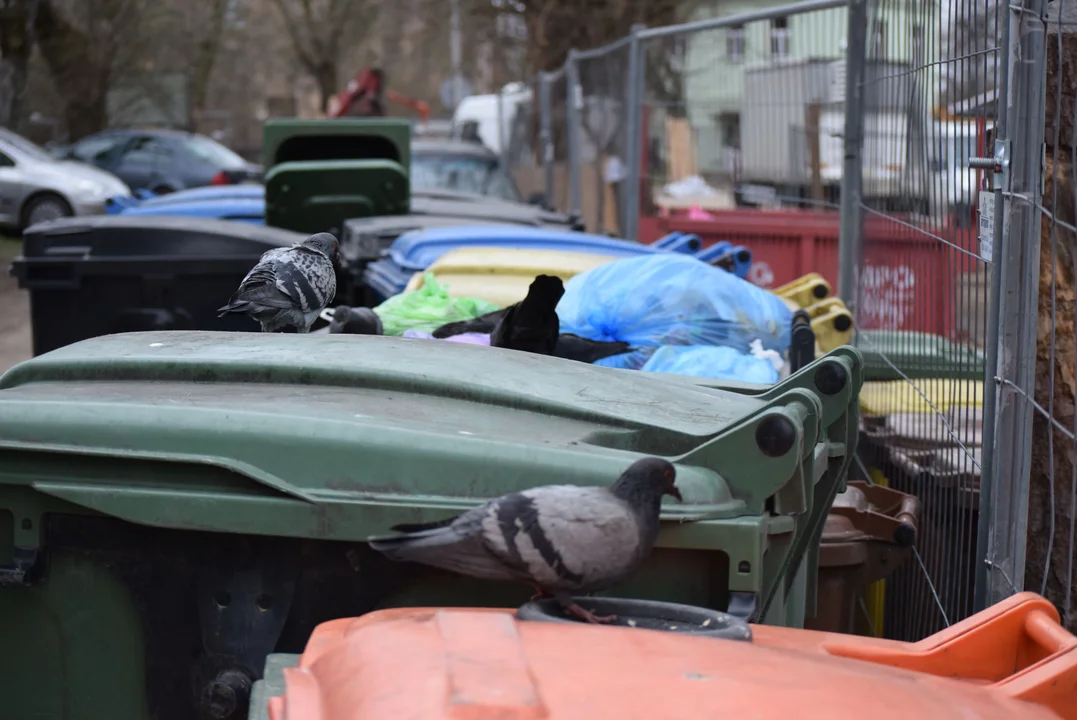 Mieszkańcy mają dość zalegających śmieci w centrum Łodzi. „Flaszek jest więcej niż robotników” [zdjęcia]