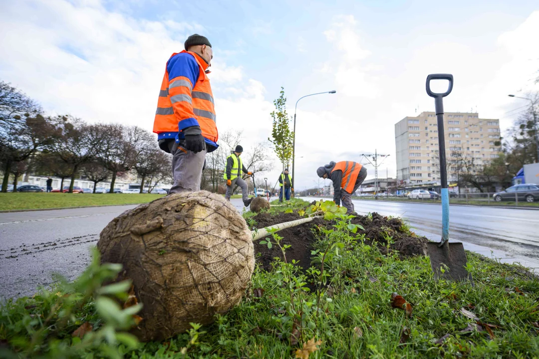 Nowe nasadzenia na Górnej