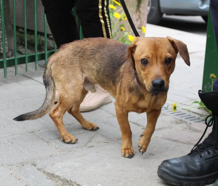 Dlaczego ludzie zwracają adoptowane psy do schroniska? Niektóre powody są kuriozalne - Zdjęcie główne