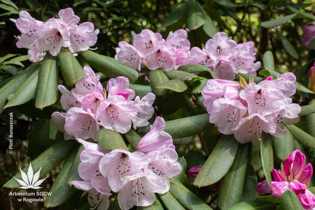 Arboretum w Rogowie otwarte w Wielkanocny Poniedziałek. Wiosna rozgościła się w nim już na dobre! [ZDJĘCIA] - Zdjęcie główne