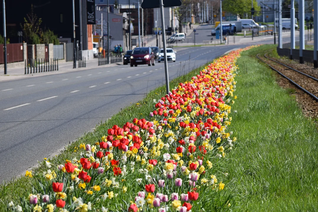 Tulipany na Bałutach