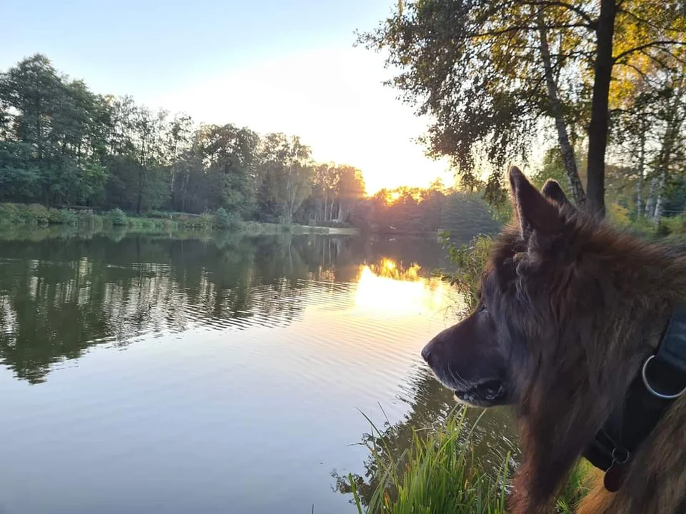 Sokolniki-Las w sezonie. Zobacz, jak zmienia się ta miejscowość w ciepłe dni [zdjęcia] - Zdjęcie główne