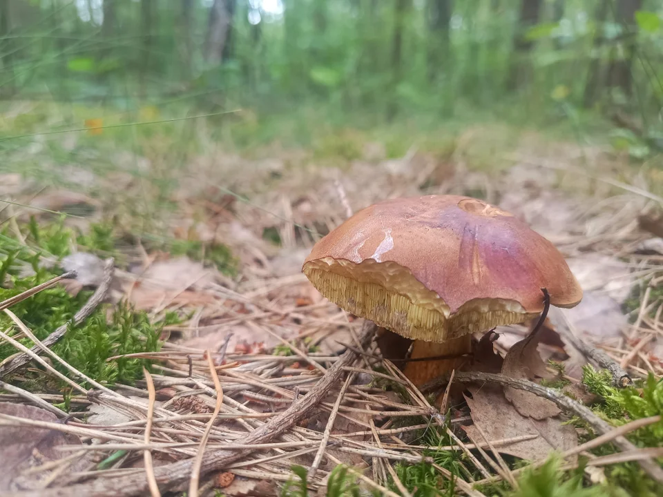 Grzybobranie w Lesie Krogulec