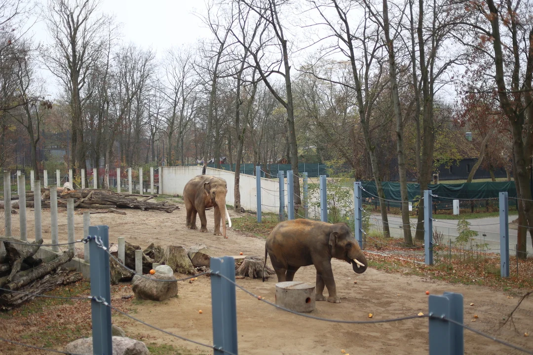 Słonie indyjskie na wybiegu w łódzkim zoo – 08.11.2024 r.