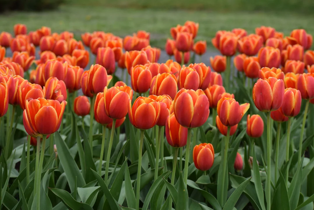 Tulipany w ogrodzie botanicznym