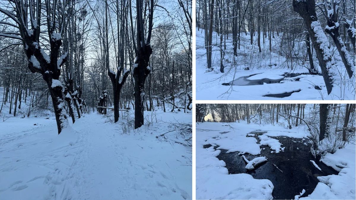 Bajkowa dolina w Oliwie pod śniegiem i lodem wygląda jak z innego świata [FOTO] - Zdjęcie główne