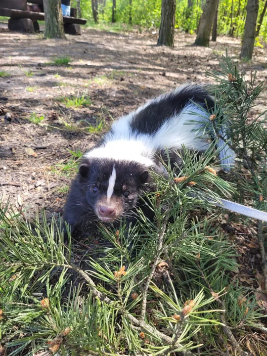 Skunksiczka Ivi mieszka na Retkini