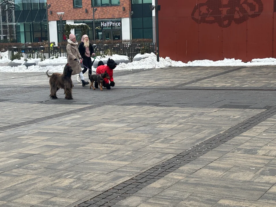 Charytatywny spacer z chartami w Gdańsku