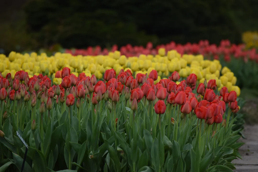 Tulipany w ogrodzie botanicznym